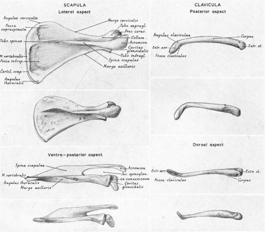 https://cdn.ncbi.nlm.nih.gov/pmc/blobs/77be/1244710/ee747edcd426/janat00464-0177-a.jpg