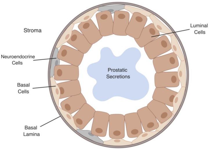 https://cdn.ncbi.nlm.nih.gov/pmc/blobs/77bf/6523349/130987cd202e/cells-08-00370-g001.jpg
