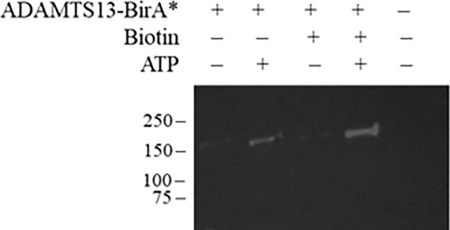 https://cdn.ncbi.nlm.nih.gov/pmc/blobs/77c0/11032339/640c36809de7/41598_2024_59672_Fig1_HTML.jpg