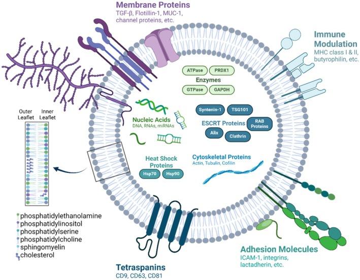 https://cdn.ncbi.nlm.nih.gov/pmc/blobs/77c0/12079498/8b21c18a999e/BTM2-10-e10756-g004.jpg