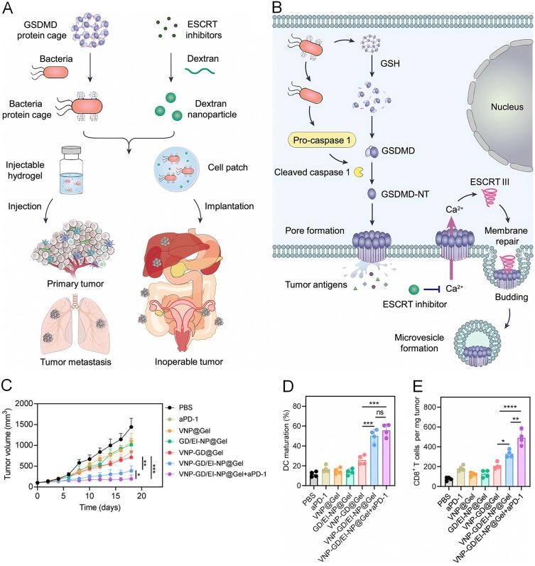 https://cdn.ncbi.nlm.nih.gov/pmc/blobs/77c1/11178094/0bb46e5695ab/IJN-19-5545-g0005.jpg