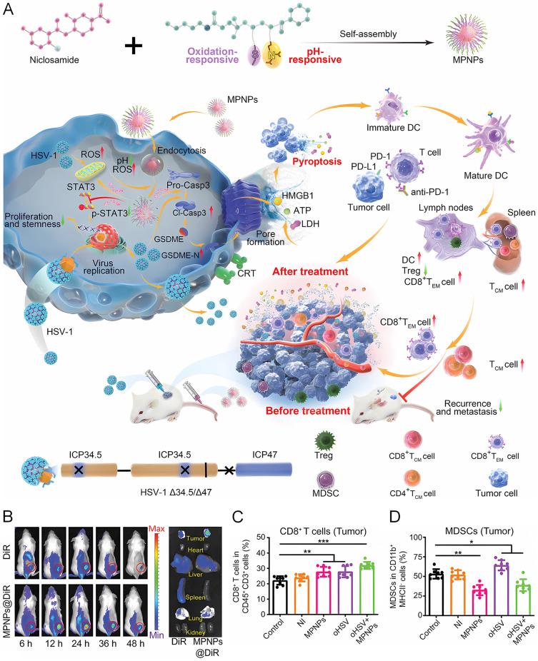 https://cdn.ncbi.nlm.nih.gov/pmc/blobs/77c1/11178094/57a17a48463f/IJN-19-5545-g0007.jpg