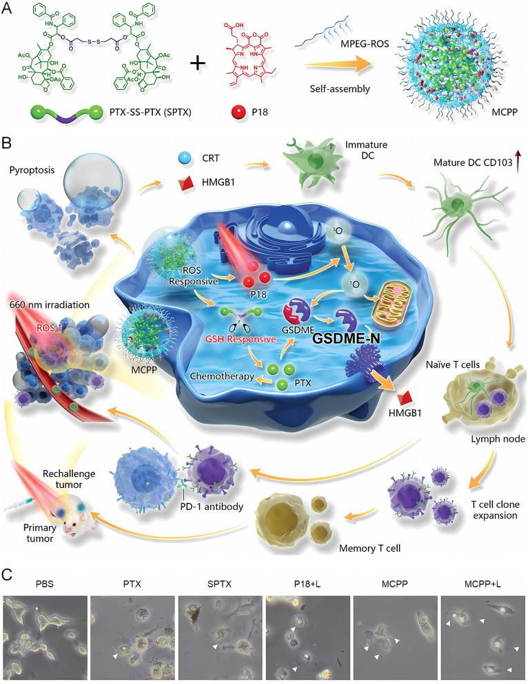 https://cdn.ncbi.nlm.nih.gov/pmc/blobs/77c1/11178094/5f3f287d91b8/IJN-19-5545-g0003.jpg