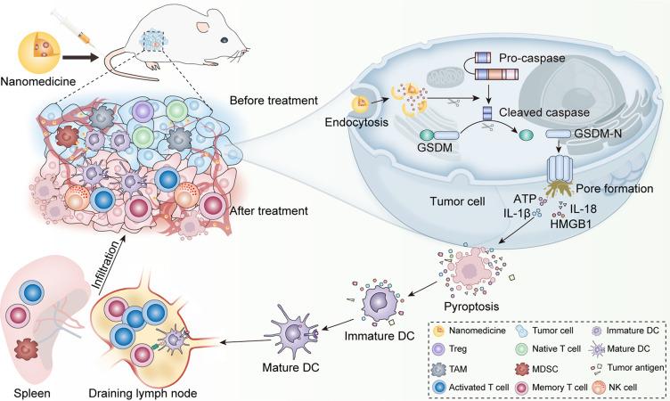 https://cdn.ncbi.nlm.nih.gov/pmc/blobs/77c1/11178094/78f384d743ce/IJN-19-5545-g0002.jpg