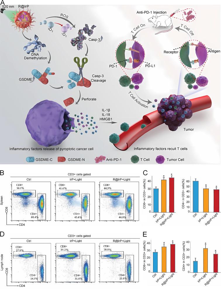 https://cdn.ncbi.nlm.nih.gov/pmc/blobs/77c1/11178094/8a37ab922620/IJN-19-5545-g0004.jpg