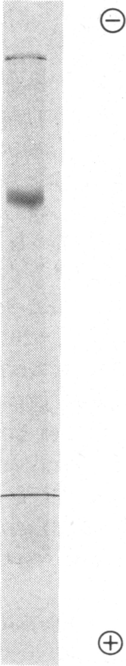 https://cdn.ncbi.nlm.nih.gov/pmc/blobs/77c1/1158289/5e4a257c518a/biochemj00376-0201-a.jpg