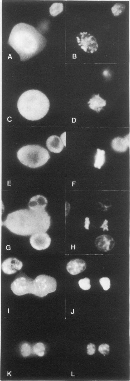 https://cdn.ncbi.nlm.nih.gov/pmc/blobs/77c1/557794/050c112f9c30/emboj00316-0223-a.jpg