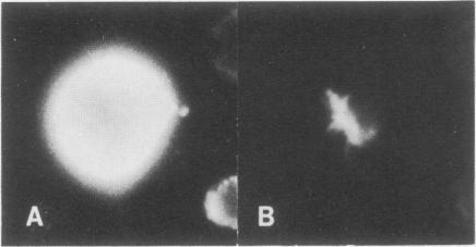 https://cdn.ncbi.nlm.nih.gov/pmc/blobs/77c1/557794/91d51f7c08df/emboj00316-0223-b.jpg