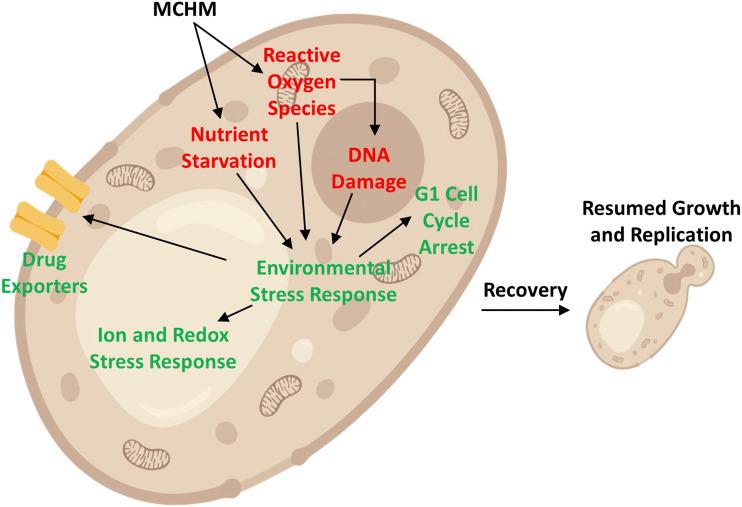 https://cdn.ncbi.nlm.nih.gov/pmc/blobs/77c1/7718757/d2216ec1ce04/4665f5.jpg