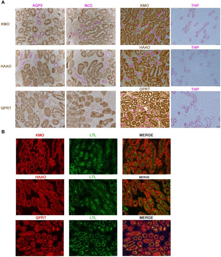 https://cdn.ncbi.nlm.nih.gov/pmc/blobs/77c7/11148292/61102009eb27/fendo-15-1384953-g004.jpg