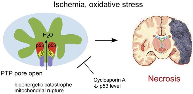 https://cdn.ncbi.nlm.nih.gov/pmc/blobs/77c7/7008395/0025b07c6961/IJN-15-675-g0006.jpg