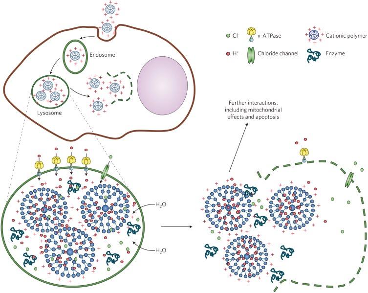 https://cdn.ncbi.nlm.nih.gov/pmc/blobs/77c7/7008395/2ac4ffbdde37/IJN-15-675-g0003.jpg