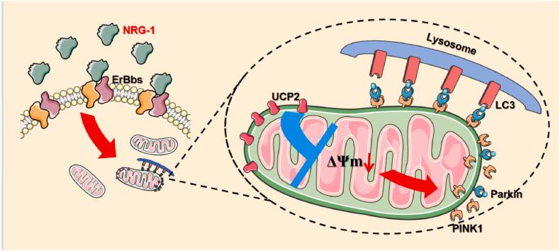 https://cdn.ncbi.nlm.nih.gov/pmc/blobs/77c8/11808529/001fcc4574f9/ga1.jpg