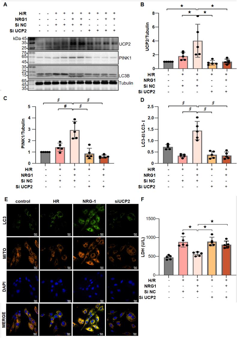 https://cdn.ncbi.nlm.nih.gov/pmc/blobs/77c8/11808529/0582f2812d28/gr7.jpg