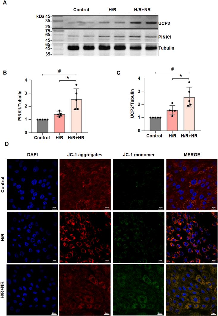 https://cdn.ncbi.nlm.nih.gov/pmc/blobs/77c8/11808529/123febdb5104/gr6.jpg