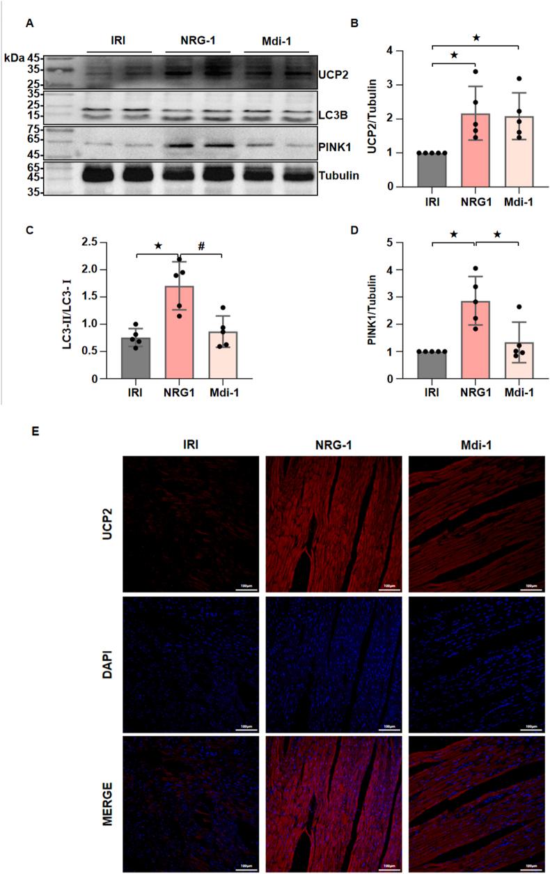 https://cdn.ncbi.nlm.nih.gov/pmc/blobs/77c8/11808529/efa6190028c8/gr5.jpg
