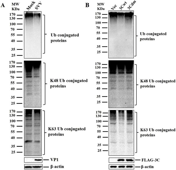 https://cdn.ncbi.nlm.nih.gov/pmc/blobs/77ca/7111287/2dae7e9fbfdc/gr2_lrg.jpg