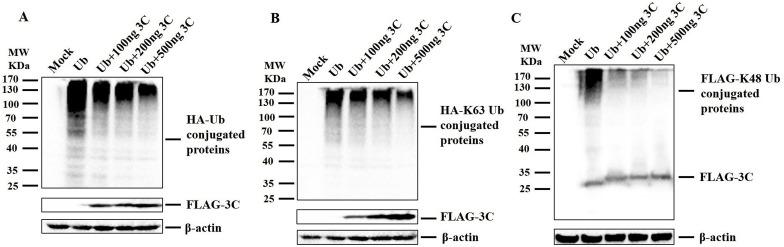 https://cdn.ncbi.nlm.nih.gov/pmc/blobs/77ca/7111287/3e89c18d9c24/gr1_lrg.jpg