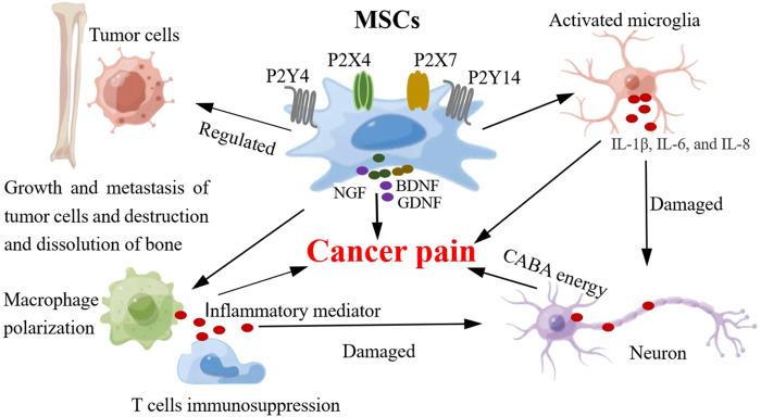 https://cdn.ncbi.nlm.nih.gov/pmc/blobs/77cb/11637888/fdf849cc862b/fphar-15-1483716-g004.jpg