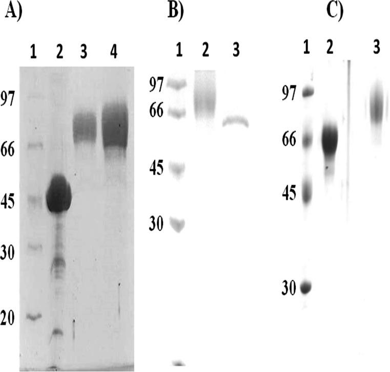 https://cdn.ncbi.nlm.nih.gov/pmc/blobs/77cb/4790962/2f670a5911af/pone.0150315.g001.jpg