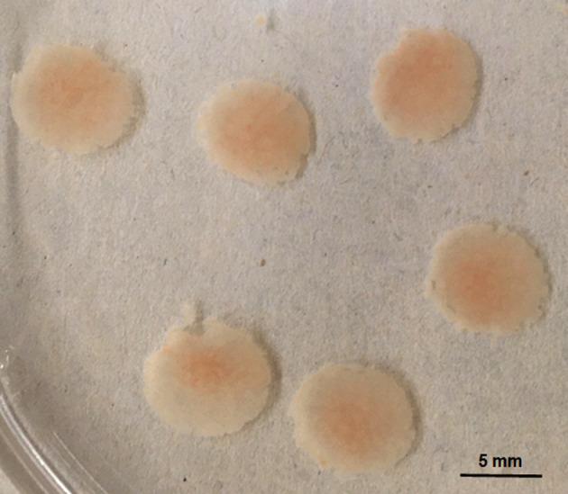 https://cdn.ncbi.nlm.nih.gov/pmc/blobs/77ce/9256002/11d9c178e12c/tox-35-225-g002.jpg