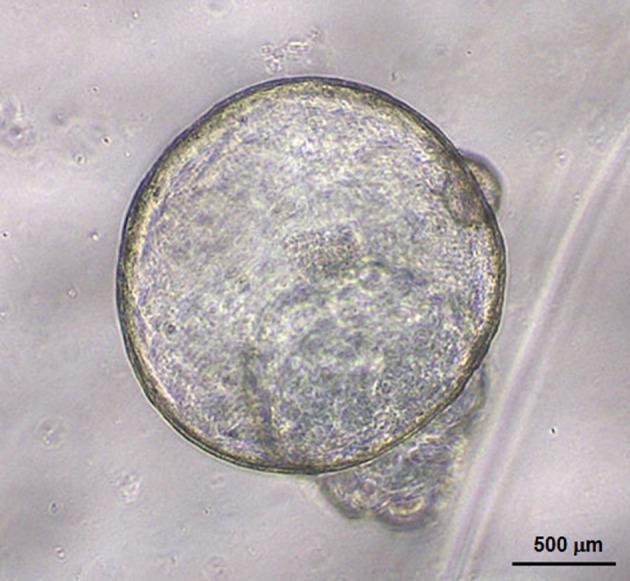 https://cdn.ncbi.nlm.nih.gov/pmc/blobs/77ce/9256002/5421b5ad0210/tox-35-225-g001.jpg
