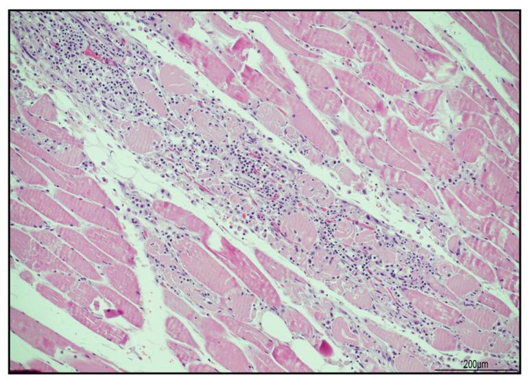 https://cdn.ncbi.nlm.nih.gov/pmc/blobs/77d2/10342066/a019bc6b93e7/ijms-24-10919-g005.jpg