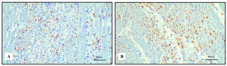 https://cdn.ncbi.nlm.nih.gov/pmc/blobs/77d2/10342066/c55a61e24bc3/ijms-24-10919-g002.jpg