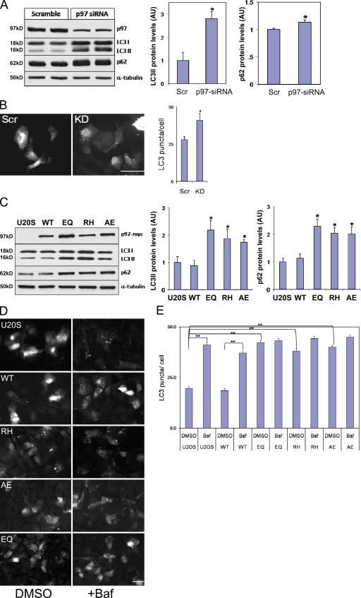 https://cdn.ncbi.nlm.nih.gov/pmc/blobs/77dc/2806317/cc96cd6157b4/JCB_200908115_RGB_Fig2.jpg