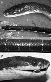 https://cdn.ncbi.nlm.nih.gov/pmc/blobs/77df/3521050/980ef38b32ba/tmh-2012-08c-g001.jpg