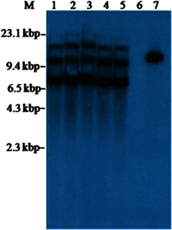 https://cdn.ncbi.nlm.nih.gov/pmc/blobs/77ea/4701705/9170dae70763/13205_2015_315_Fig5_HTML.jpg