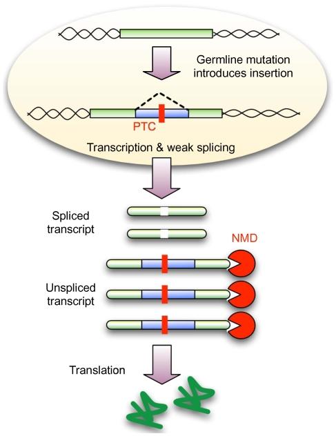 https://cdn.ncbi.nlm.nih.gov/pmc/blobs/77ed/2809761/452a79bb1369/pgen.1000819.g004.jpg