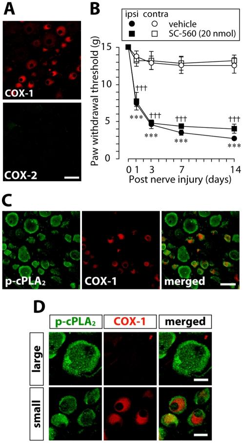 https://cdn.ncbi.nlm.nih.gov/pmc/blobs/77ef/2862737/7668dd319506/pone.0010467.g001.jpg