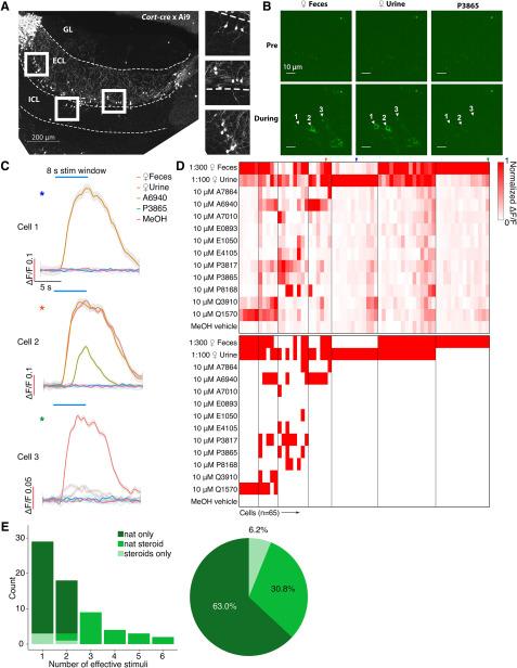 https://cdn.ncbi.nlm.nih.gov/pmc/blobs/77f0/7329303/a2a67f09d606/SN-JNSJ200198F004.jpg