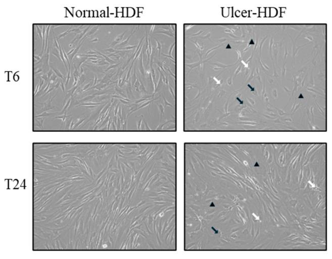 https://cdn.ncbi.nlm.nih.gov/pmc/blobs/77f2/11047973/00aede8caa0c/bioengineering-11-00357-g001.jpg