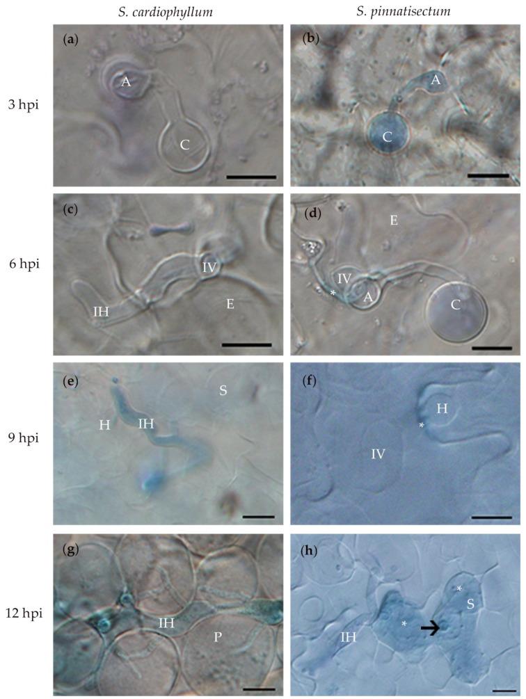 https://cdn.ncbi.nlm.nih.gov/pmc/blobs/77f5/7247345/4bb29657b8f3/ijms-21-03211-g002.jpg