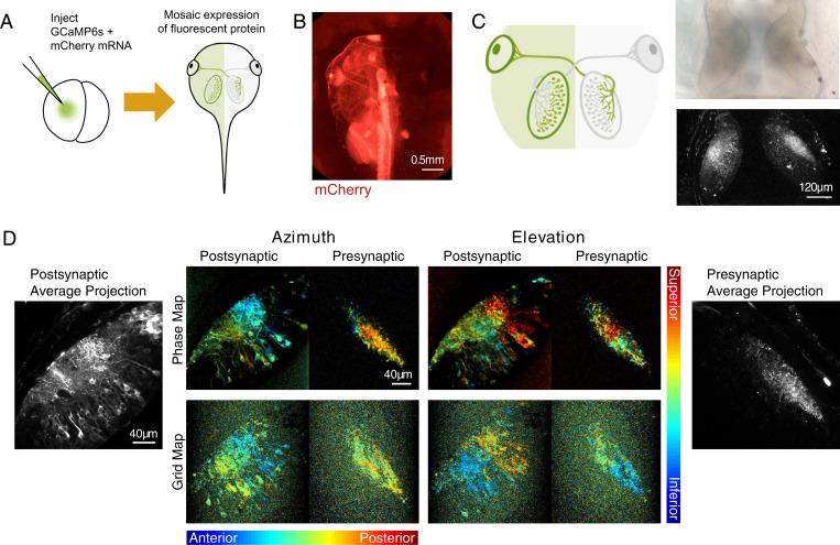 https://cdn.ncbi.nlm.nih.gov/pmc/blobs/77f6/8872792/3bbf376ac94f/pnas.2107899119fig03.jpg