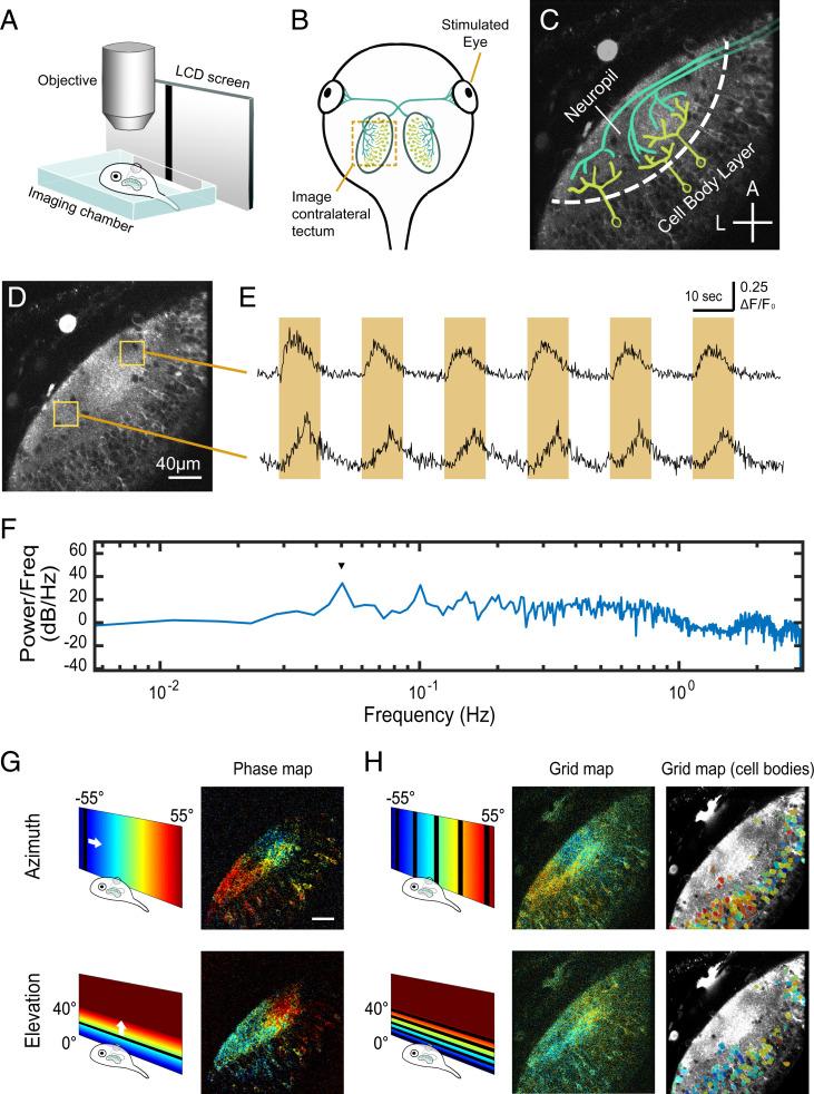 https://cdn.ncbi.nlm.nih.gov/pmc/blobs/77f6/8872792/b75aa43e0f59/pnas.2107899119fig01.jpg
