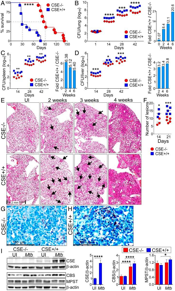 https://cdn.ncbi.nlm.nih.gov/pmc/blobs/77f9/7104411/480bf9b7139b/pnas.1919211117fig02.jpg