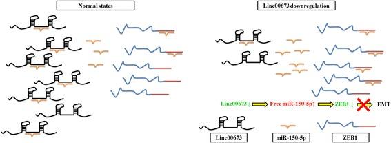 https://cdn.ncbi.nlm.nih.gov/pmc/blobs/77fb/5504775/c2acc172fed3/12943_2017_685_Fig7_HTML.jpg