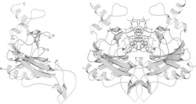 https://cdn.ncbi.nlm.nih.gov/pmc/blobs/7807/413397/a050591a7472/emboj00077-0060-a.jpg