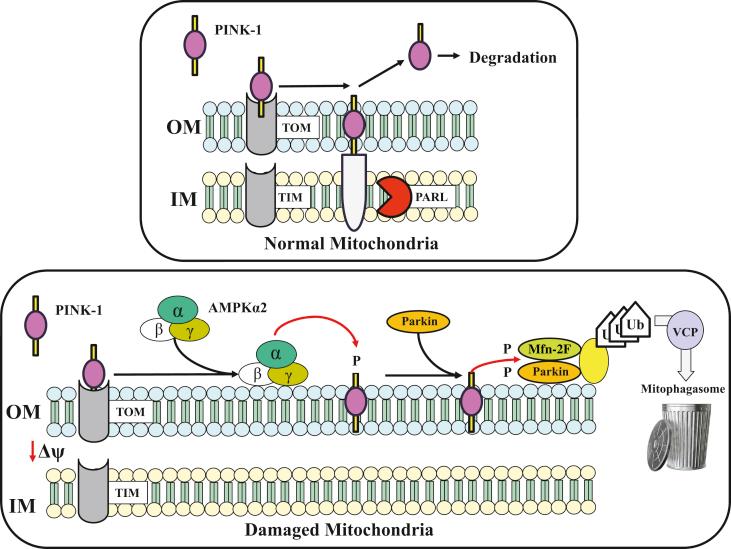 https://cdn.ncbi.nlm.nih.gov/pmc/blobs/7807/7000886/46f4a63c699d/gr5.jpg