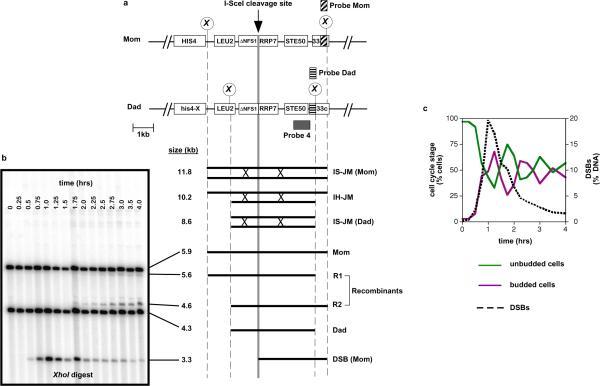 https://cdn.ncbi.nlm.nih.gov/pmc/blobs/7809/2851831/0c5ec1d40ea3/nihms-174216-f0001.jpg