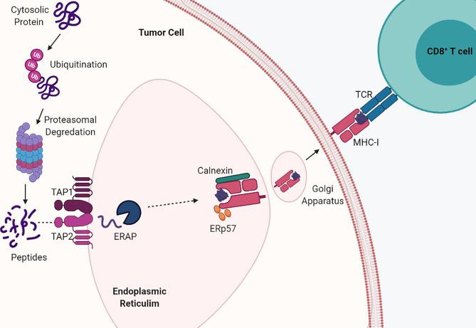 https://cdn.ncbi.nlm.nih.gov/pmc/blobs/7809/8920040/46f79cac3b0c/fimmu-13-844866-g001.jpg