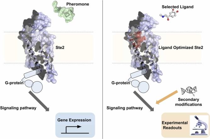 https://cdn.ncbi.nlm.nih.gov/pmc/blobs/7810/10220229/b6a72a7686a4/ga1.jpg