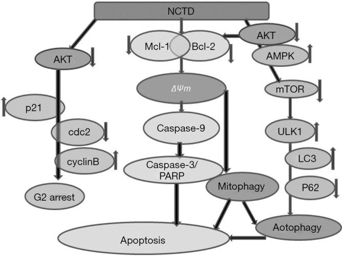 https://cdn.ncbi.nlm.nih.gov/pmc/blobs/7811/8267262/107d059d7006/atm-09-12-971-f7.jpg