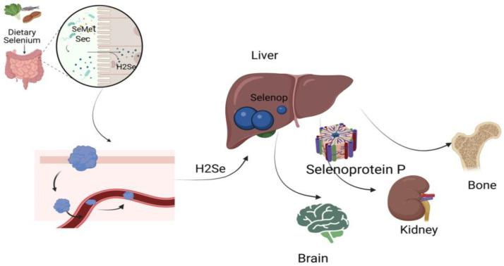 https://cdn.ncbi.nlm.nih.gov/pmc/blobs/7812/11856779/c11d44324140/jcm-14-01274-g001.jpg