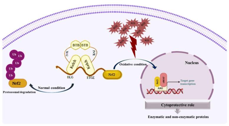 https://cdn.ncbi.nlm.nih.gov/pmc/blobs/7817/9599257/b54191e3fb1c/biomedicines-10-02668-g002.jpg