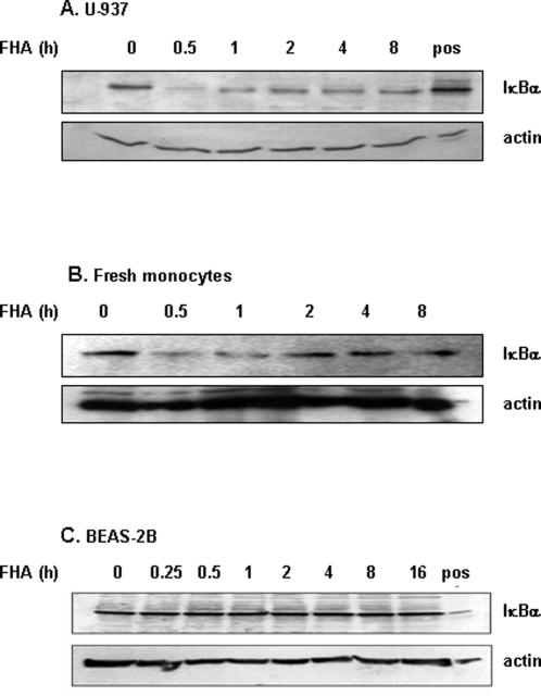 https://cdn.ncbi.nlm.nih.gov/pmc/blobs/781c/2584786/bb9008e479dc/pone.0003825.g001.jpg