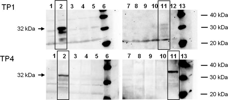 https://cdn.ncbi.nlm.nih.gov/pmc/blobs/781d/3525978/f300076abcb6/11248_2012_9631_Fig4_HTML.jpg